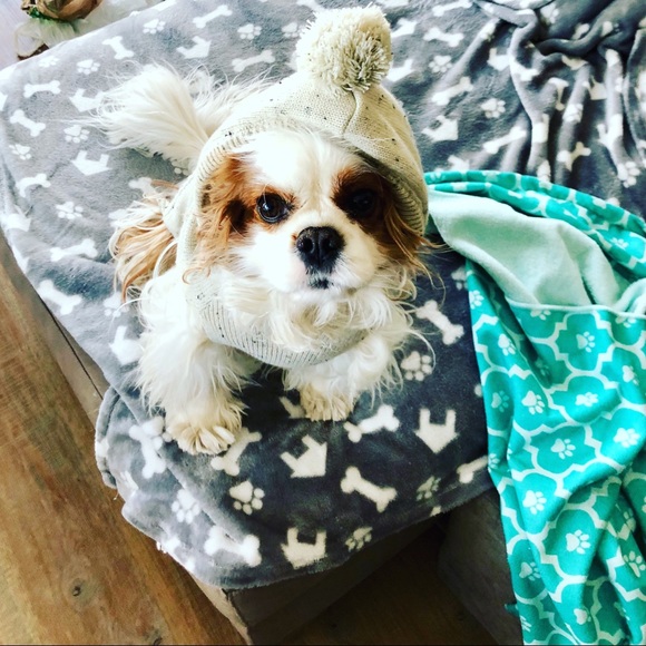 All Proceeds Support This Guy 🐶 - Picture 4 of 5